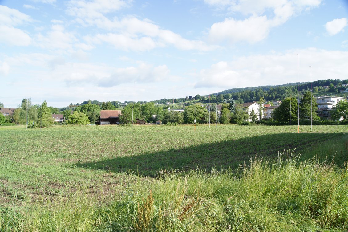 Riedstegwiese Uetikon am See